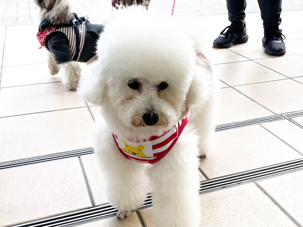 カコの元モデル犬、里親さんと来校♪